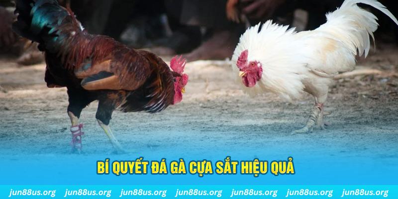 788win đá gà cựa dao