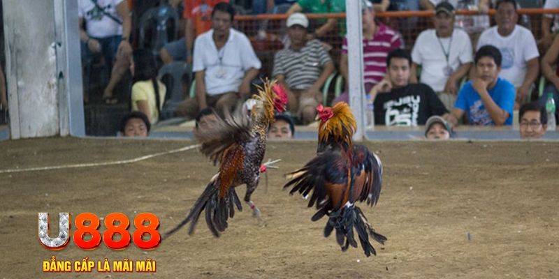 788win đăng nhập mậu binh online