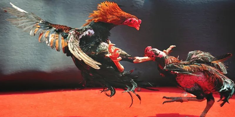 788win BG Bắn cá