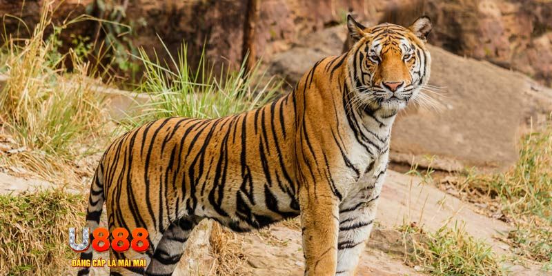 788win bắn cá rikvip